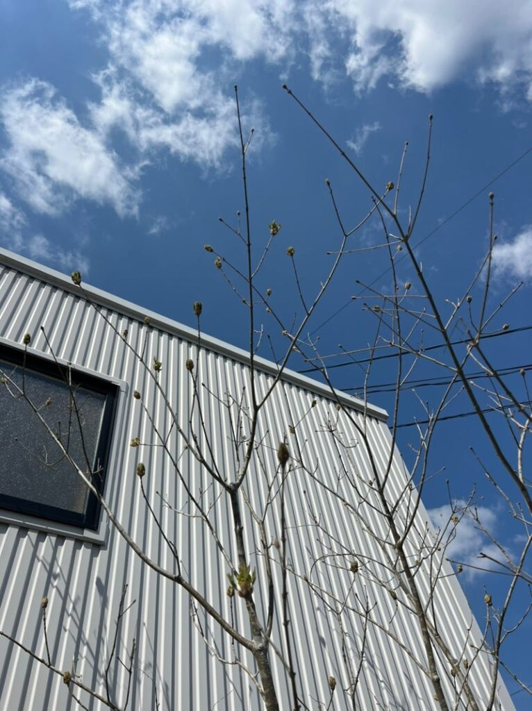 信楽 古谷製陶所様 ショールームのお庭に植えられたアオダモの枝